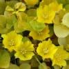 Lysimachia nummularia aurea - Abriachan Nurseries